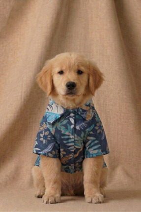 Patipin Tropikal Yaprak Desenli Yazlık Köpek Gömleği - Hawai Tarzı Pet Kıyafeti