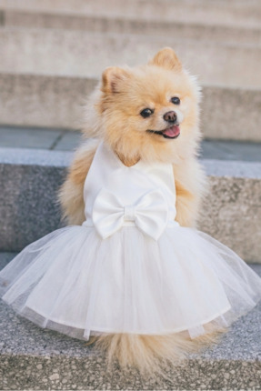 Patipin Beyaz Fiyonklu Tüllü Köpek Elbisesi Köpek Gelinliği - Şık ve Ayarlana...