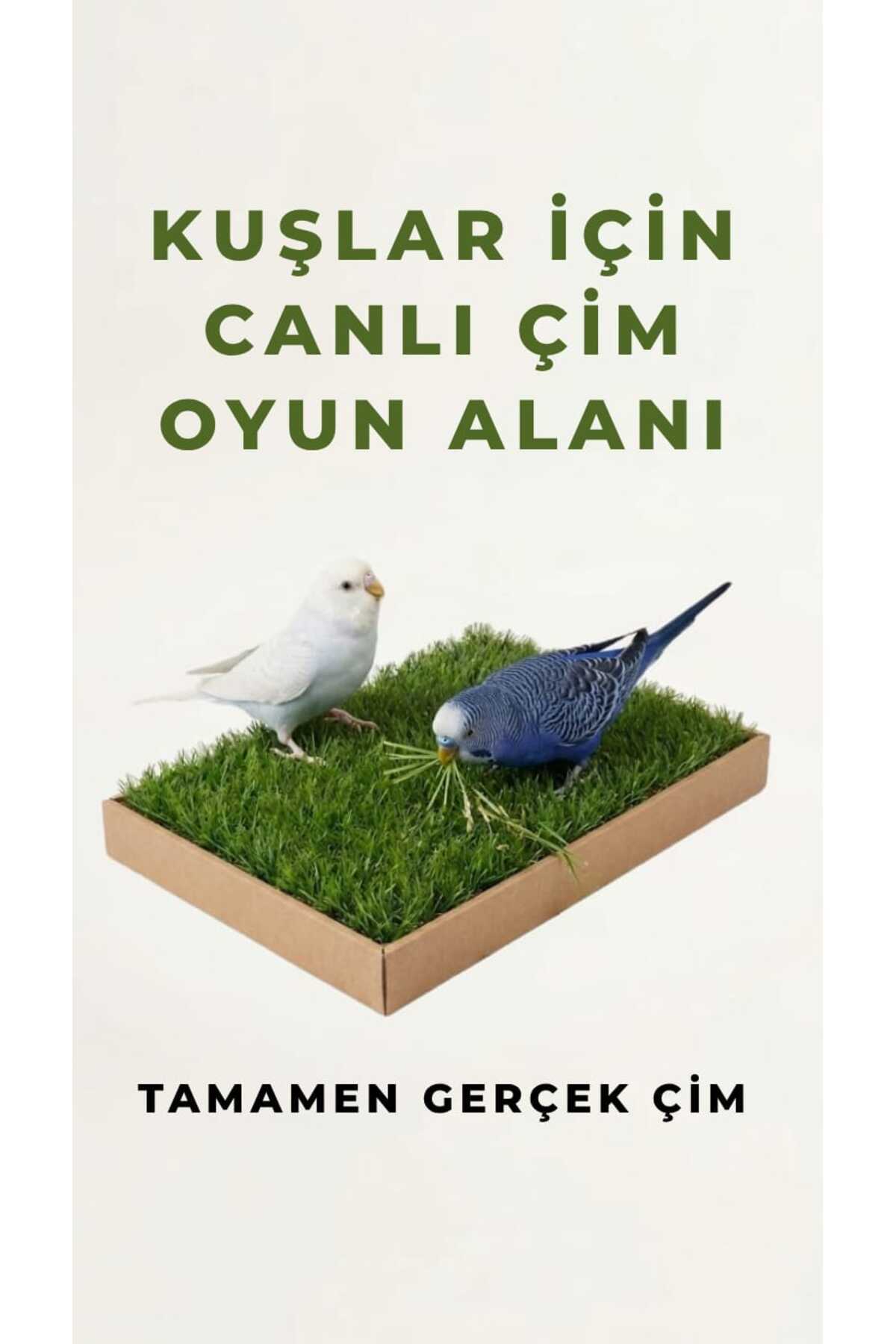 pati nefes Kuş Canlı Gerçek Çim Oyun Alanı - Fiyatı, Yorumları