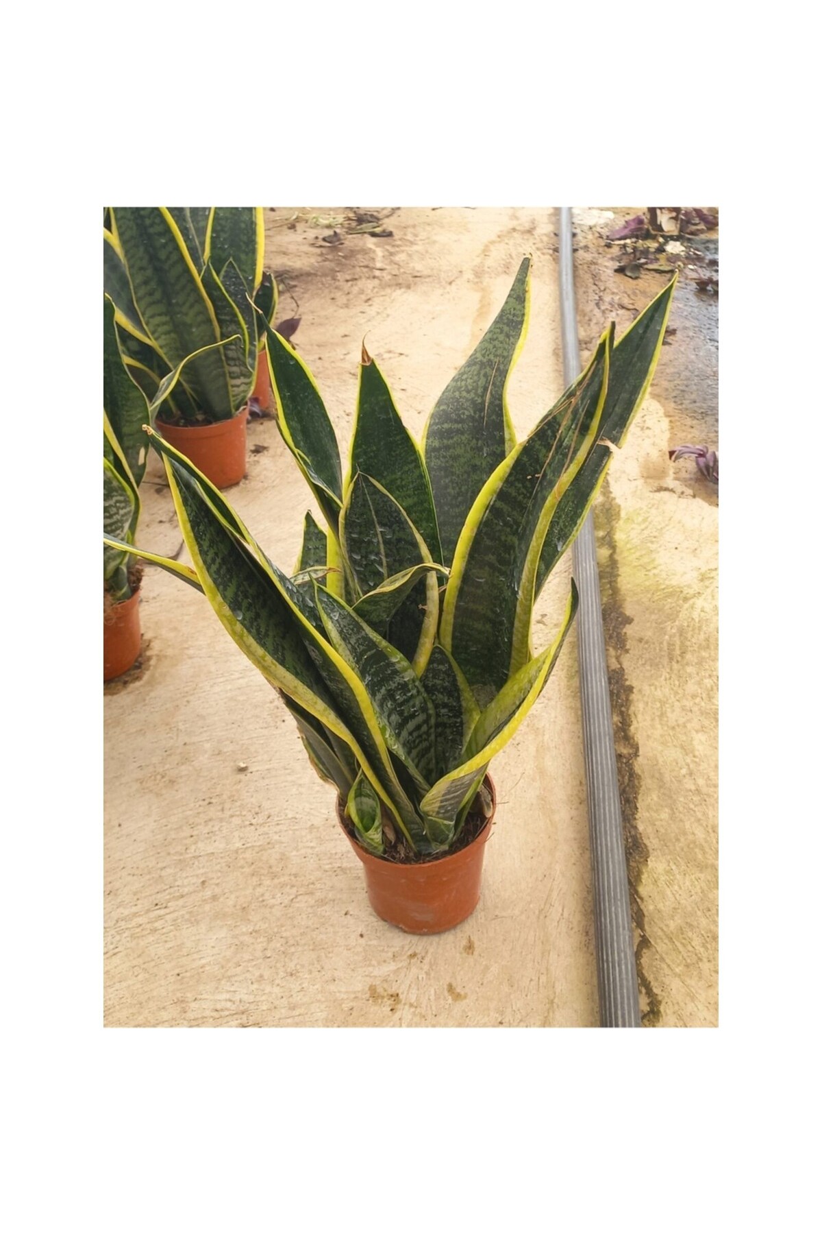 Sansivieria (Pasha Sword) 20- 30 Cm Long 12 Cm Live in Pot