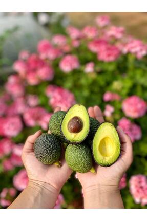 ANAMUR DALINDAN Hass Avokado ( 1 kg )