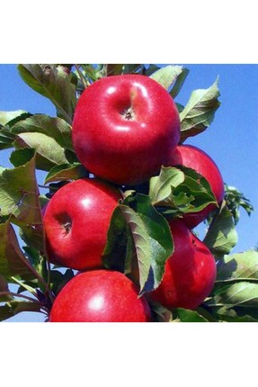 sıla peyzaj ve çiçekçilik ELMA | 3 ADET - AÇIK KÖK AŞILI - YARI BODUR SET | A...