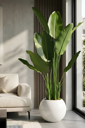 Armada Flora Yapay Muz Ağacı 165 cm 30x30 Küre Saksı