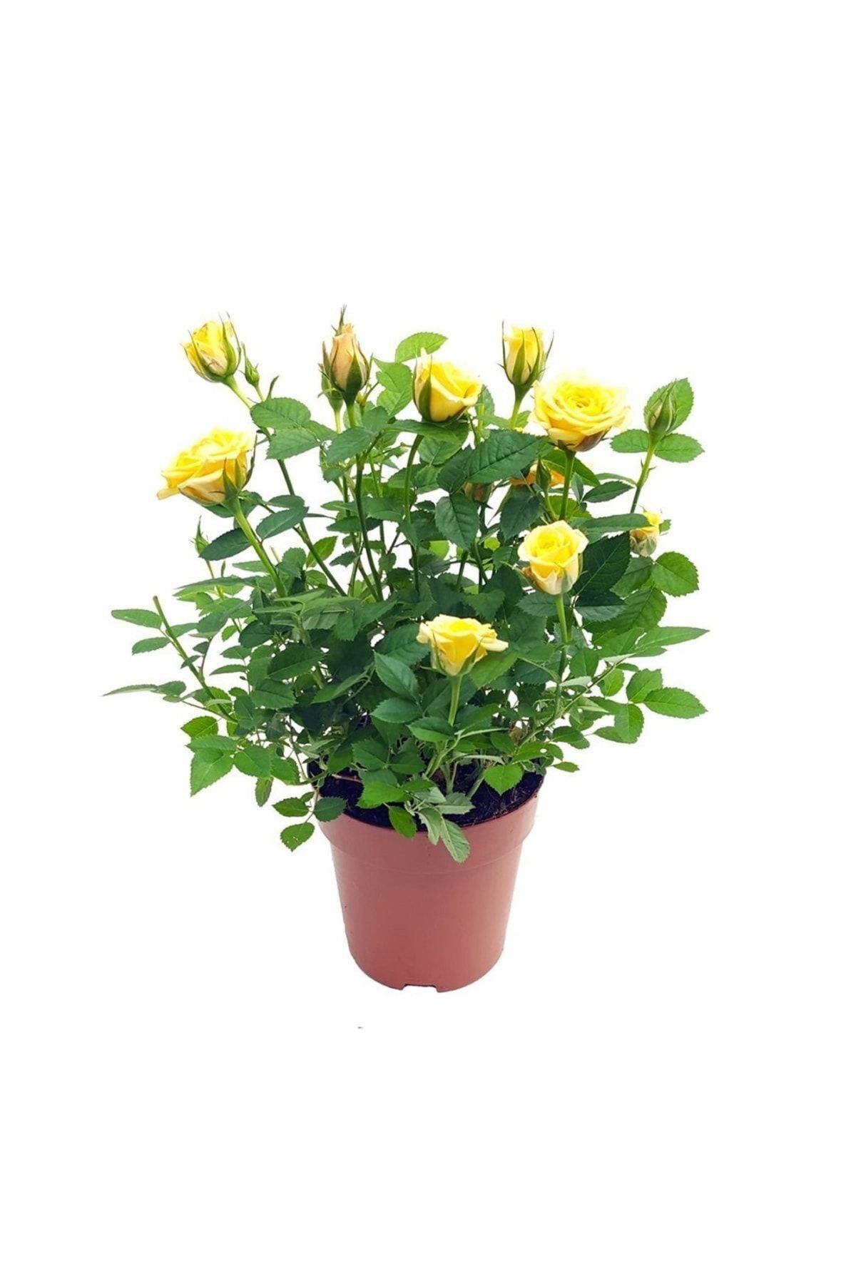 Scuba Eating Yellow Crispy Miniature Rose Sapling ( 1 Year-Old 30 Cm )