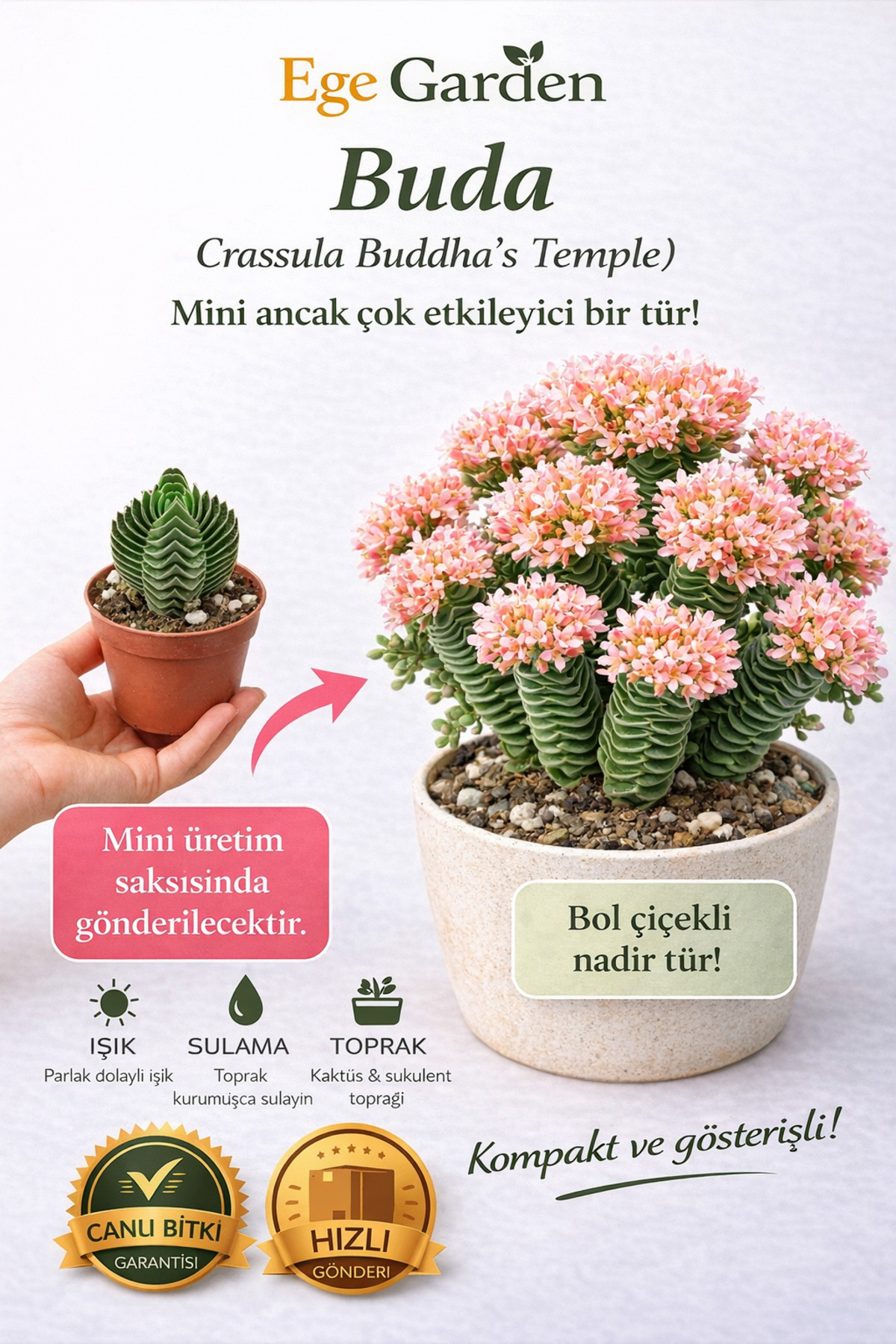 EGE GARDEN Crassula Buddha's Temple Sukulent Nadir Tür Saksı