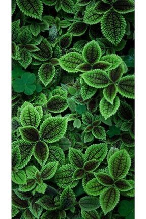 10 Adet Yeşil Renkli Kolyos Çiçeği Tohumu HGVSTG3521658