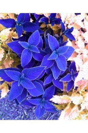 10 Adet Mavi Renkli Kolyos Çiçeği Tohumu GXMIKJ2164