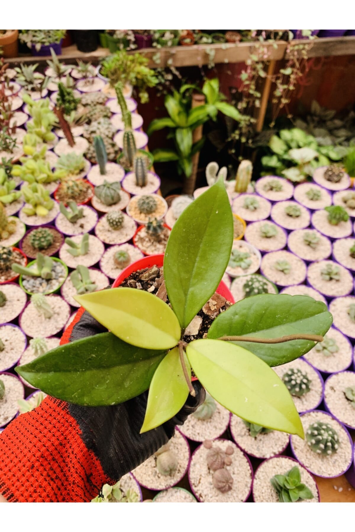 Hoya Carnosa Wax Flower Seedling in 8cm Pot