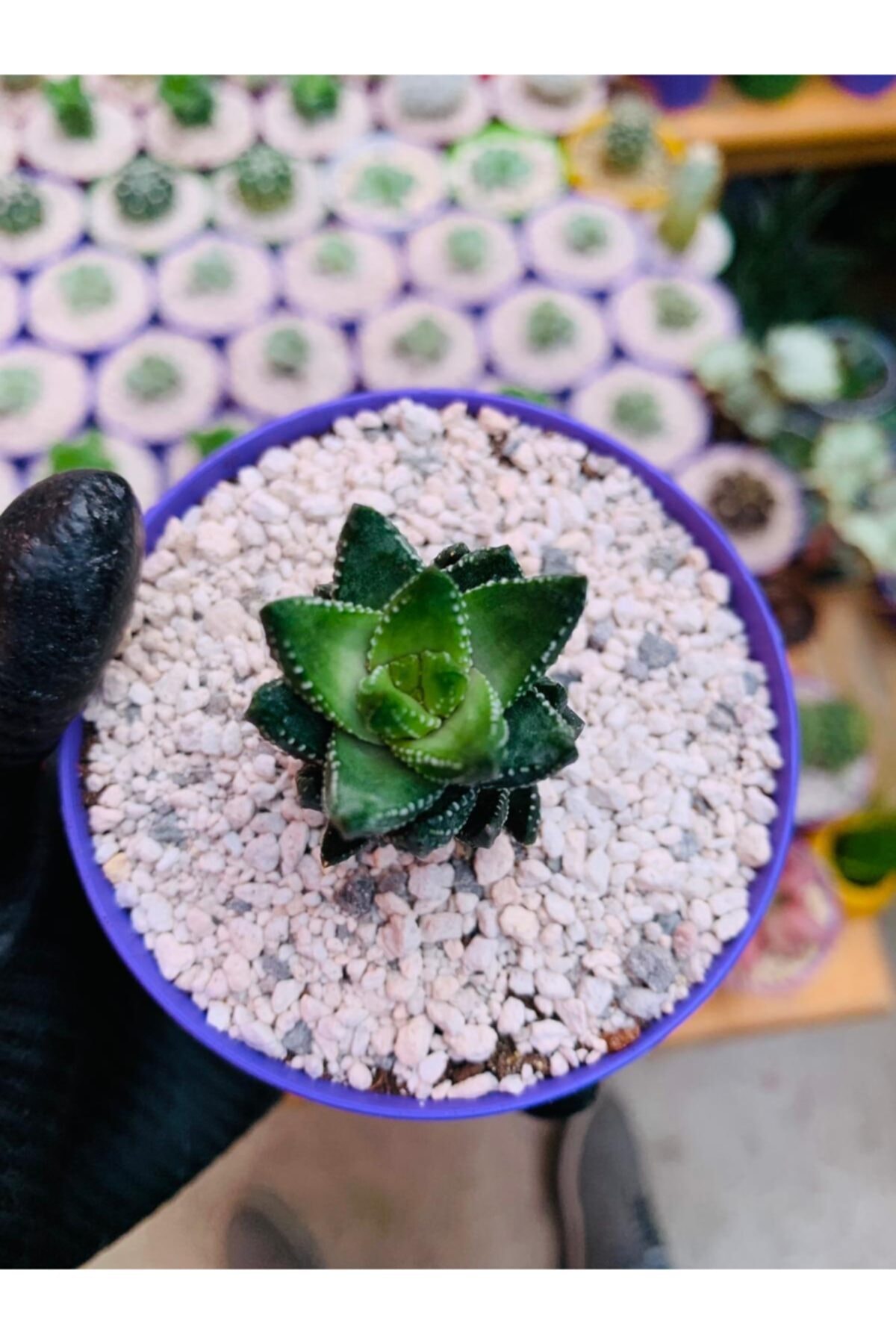 Haworthia Reinwardtii Species Haworthia