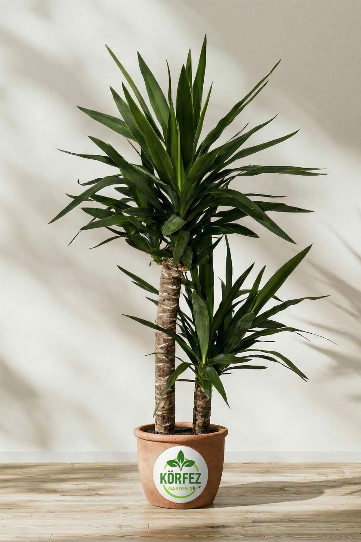 Yukka Flower Yucca 2-Piece Planting 80-100 cm Pot Diameter 21 cm