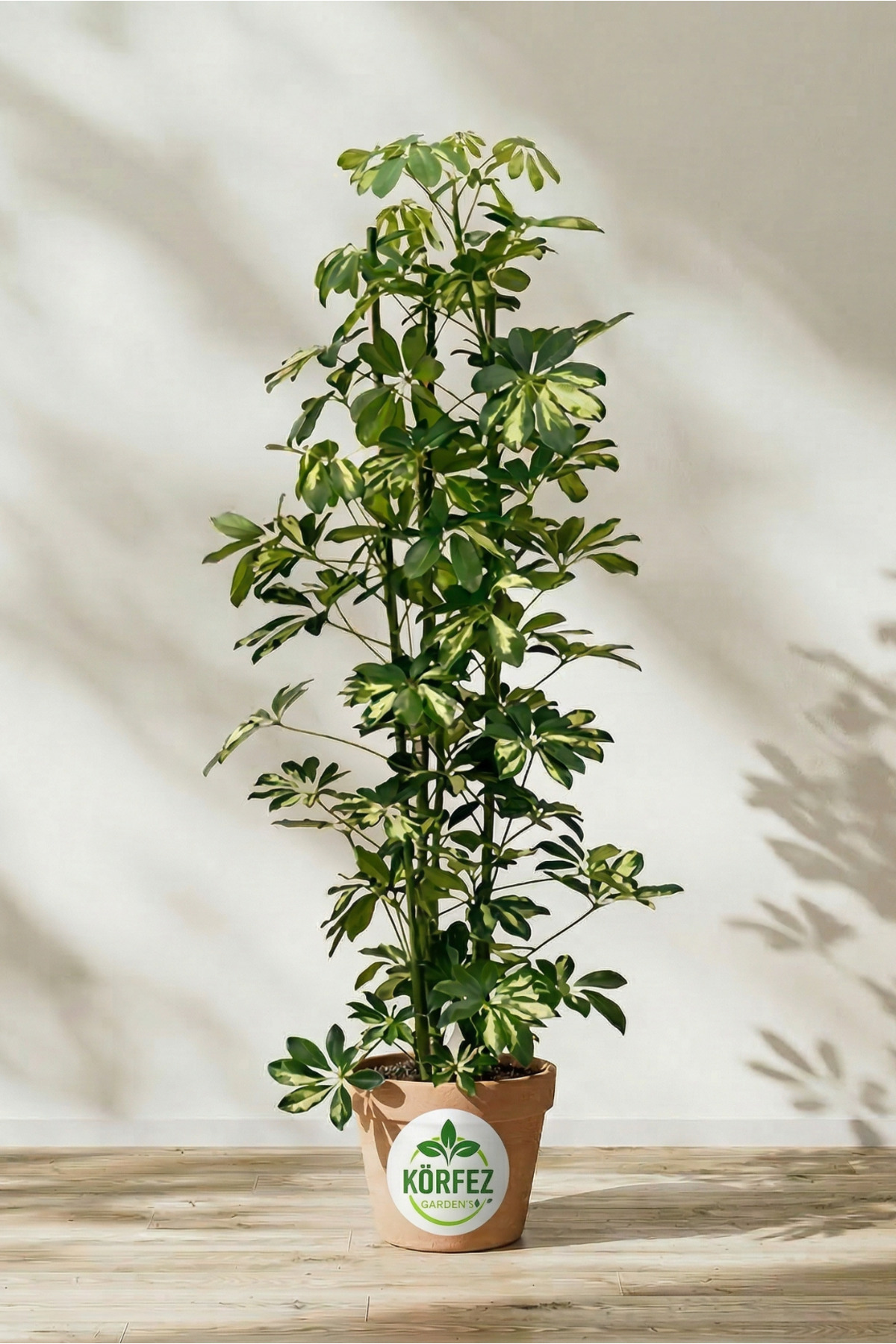 Schefflera - Chefsa -alaca 5 Finger Plants 75-80 Cm Special Boxed Shipping