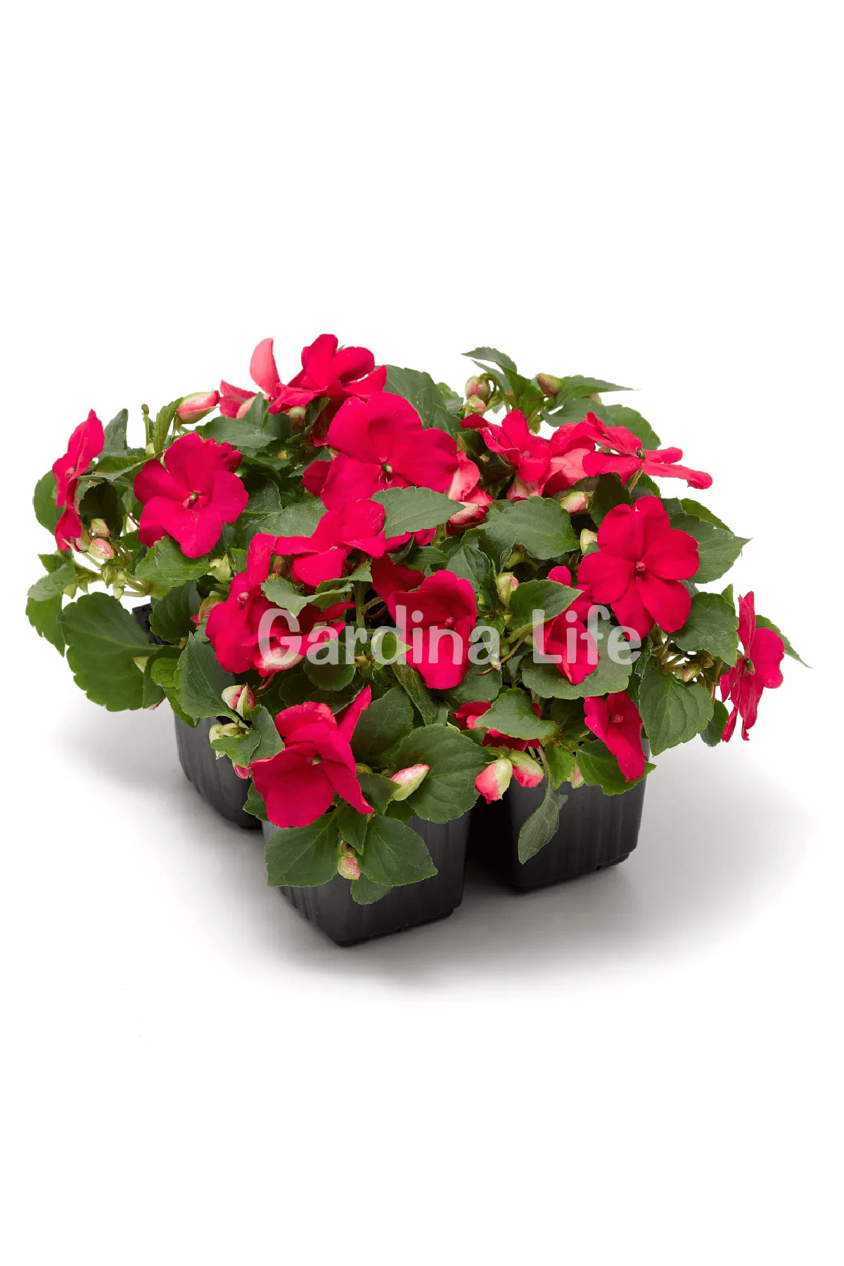 Glass Beauty Seedling Rose 10 pieces
