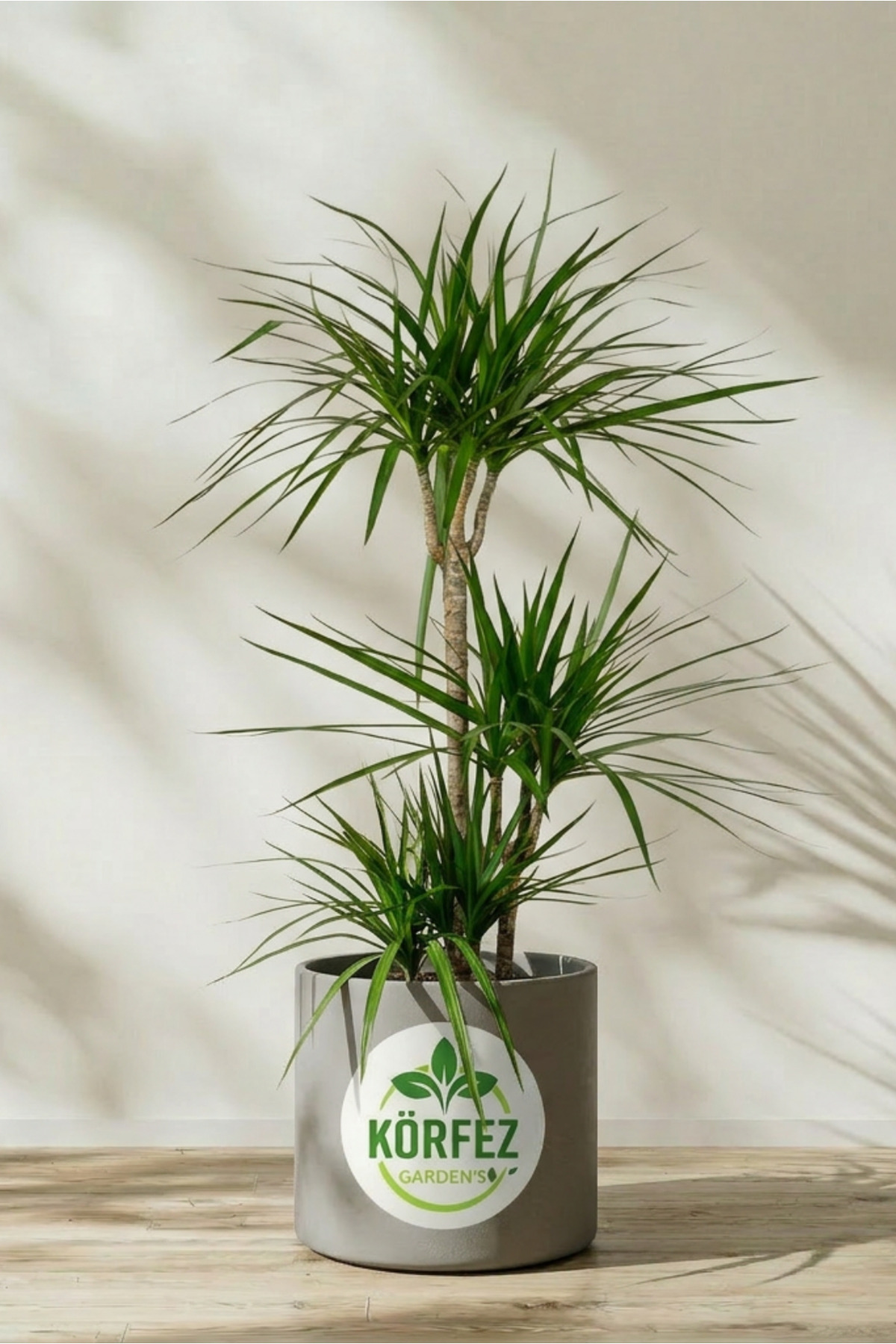 Dracena Marginata Plant - Madagascar Dragon Tree 2pcs 90-110 Cm