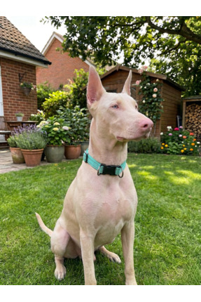 Tasma Market Reflektörlü Köpek Boyun Tasması Klipsli Ayarlanabilir Çift D-Hal...