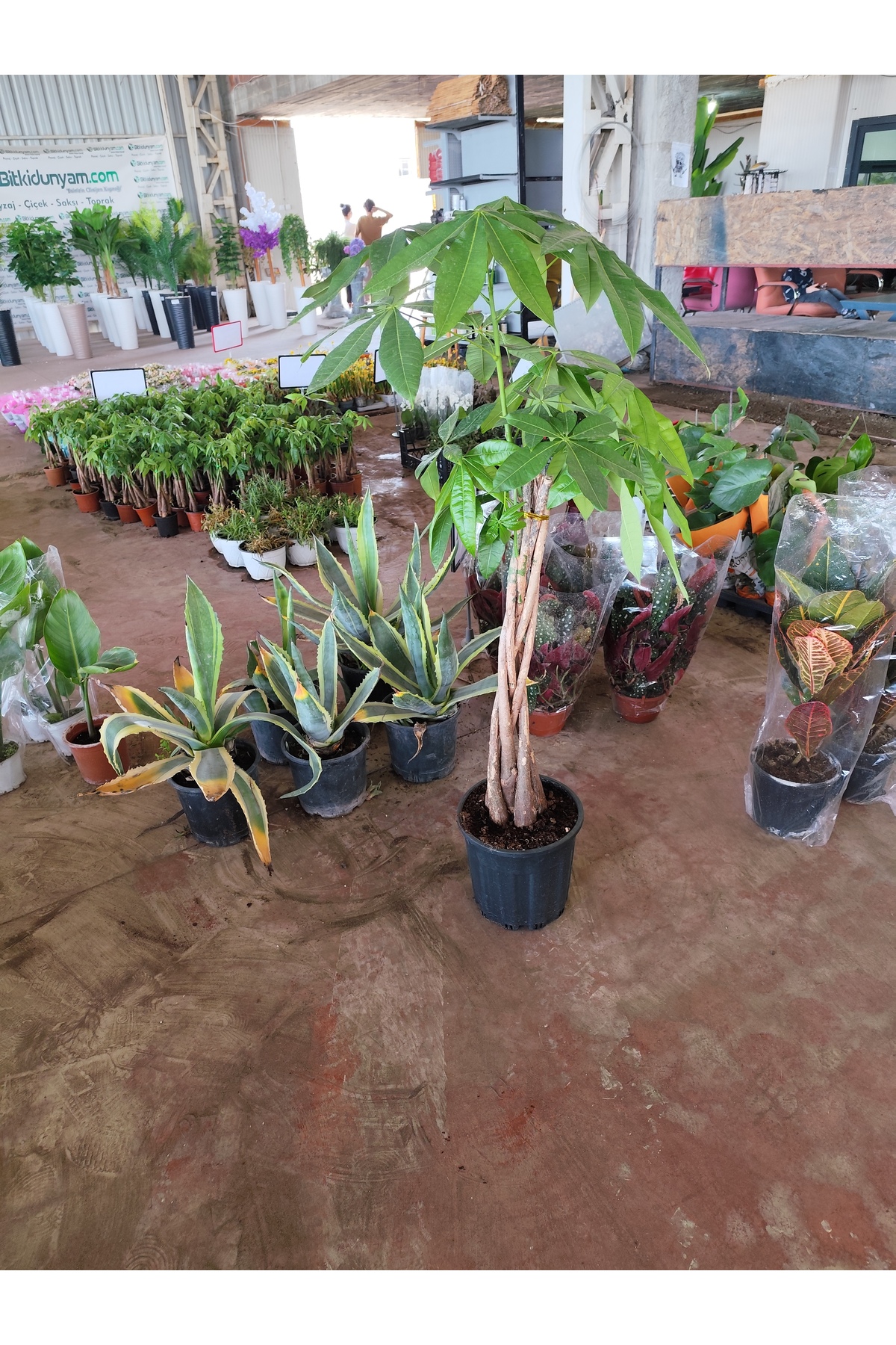 Yades Pachira Para Ağacı 130 cm Örgü Gövdeli İthal Canlı Salon