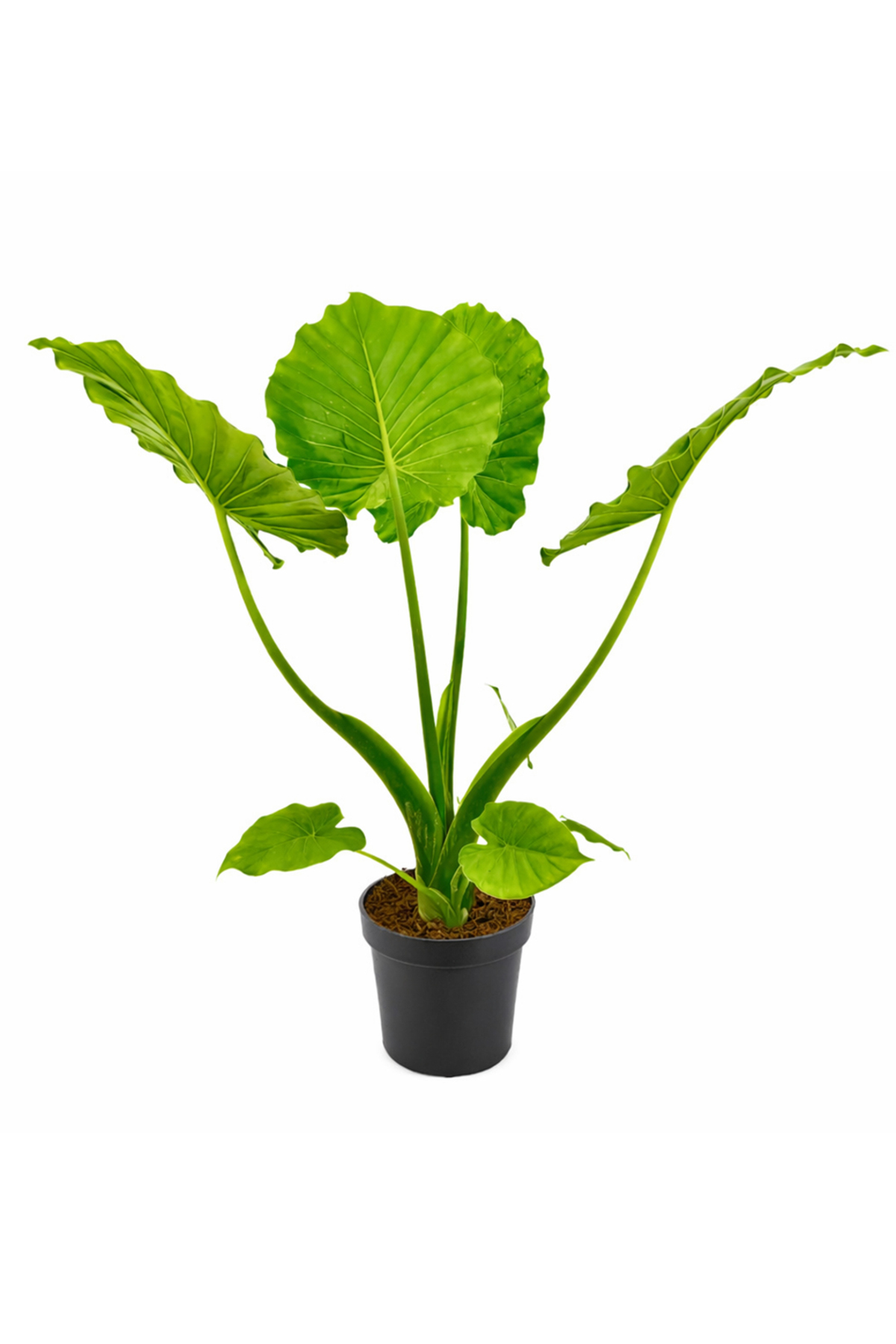 ERNAZ Alocasia Macrorrhizos (Fil Kulağı) 60-70 cm Boy | Canlı