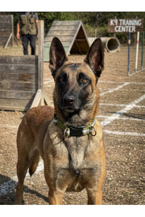 Tasma Market Reflektörlü Köpek Tasması Klipsli Ayarlanabilir Dayanıklı Gece G...