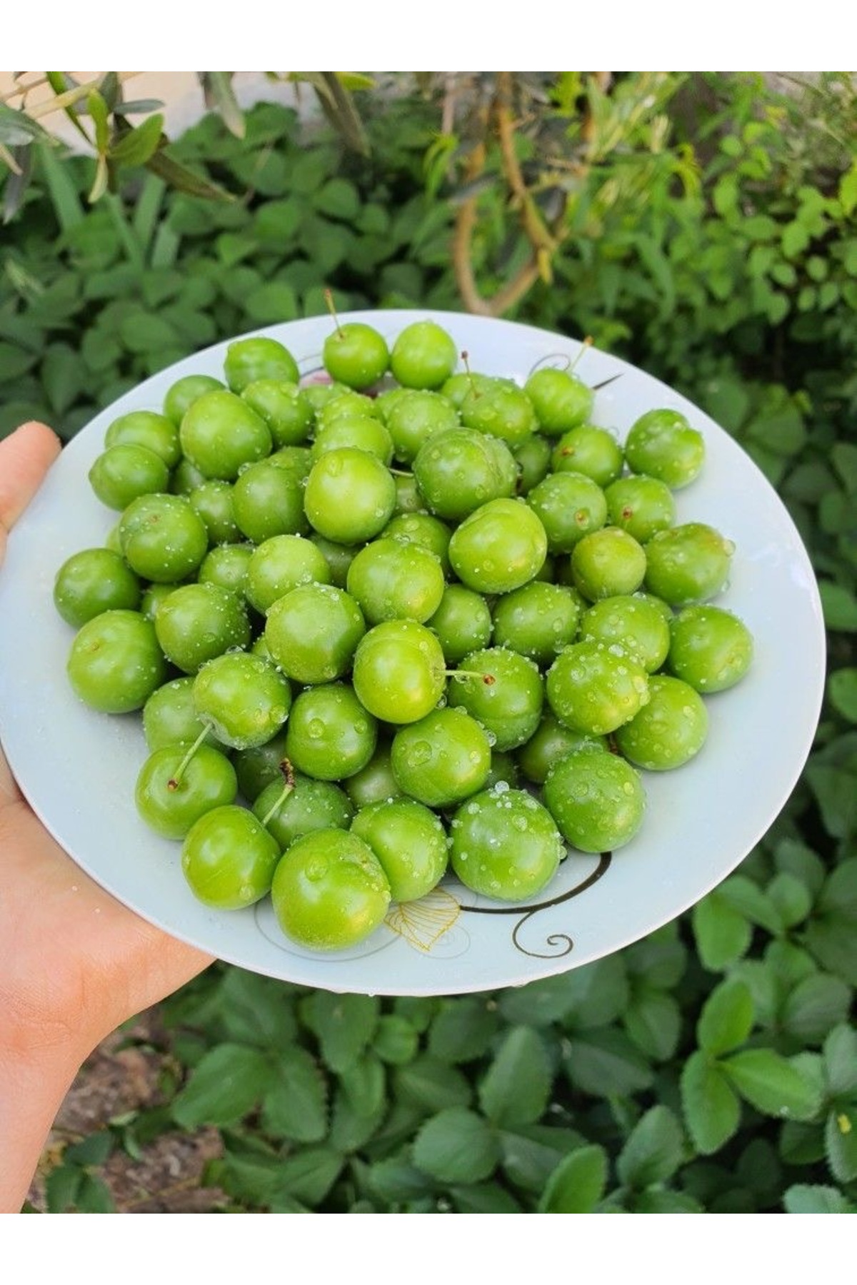 Fruit Paradise Taze Yeşil Erik 1 KG - Fiyatı, Yorumları