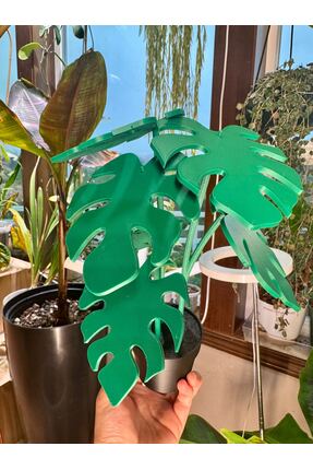 3D Saksı ve bardak altlıgı Monstera variegata plant with