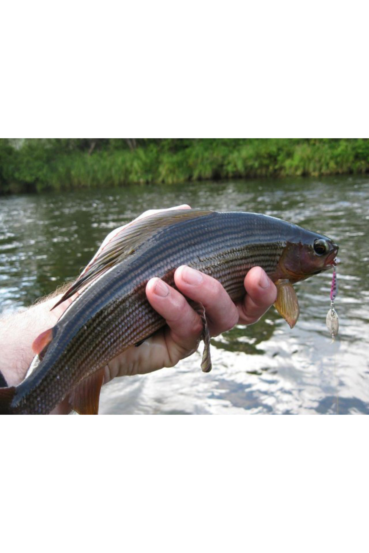 Ligurita rotativa Smith Niakis 48mm 3g 18 Niakis 48mm 3g 18 [2]