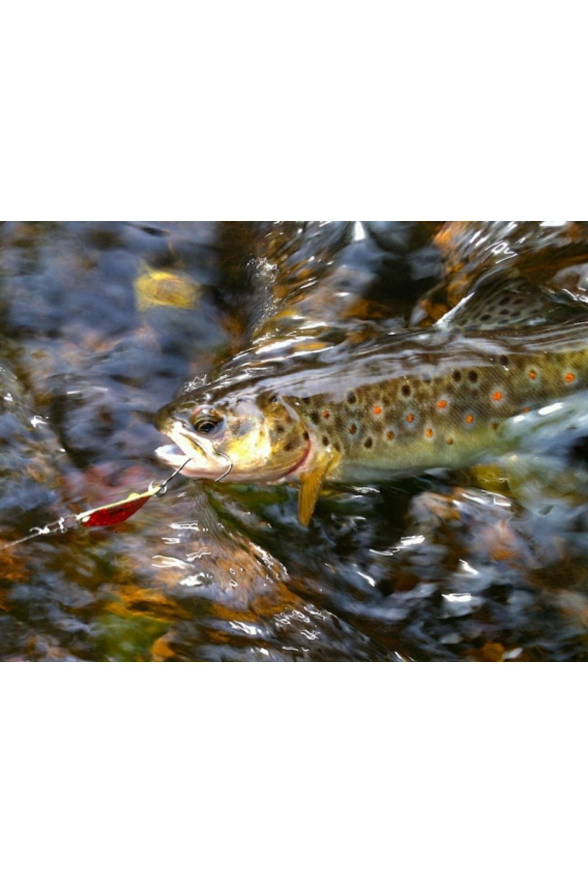 Smith Pure Shell 5g 01G Pure Shell 5g 01G [3]