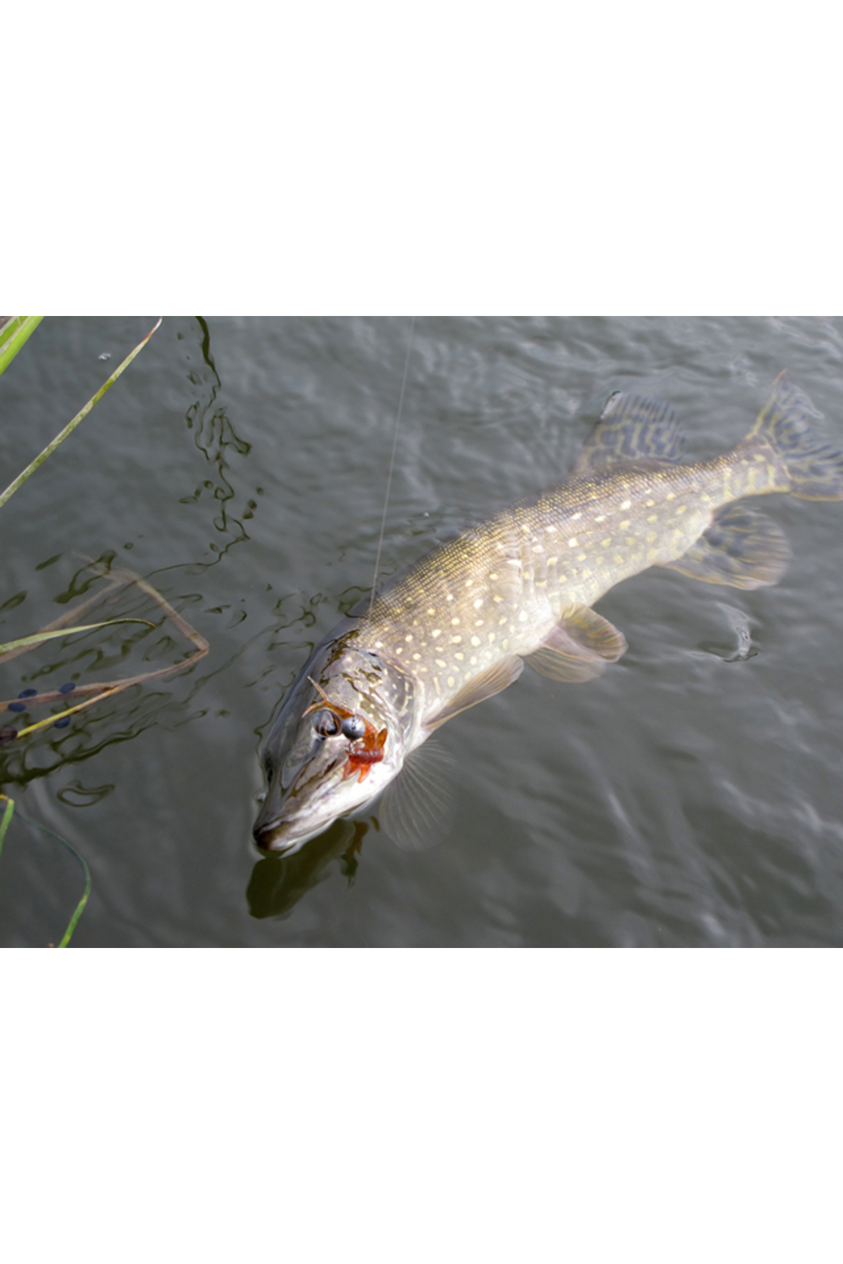 FishUp Flit 4.1cm #012 Chaos 4.1cm #012 Chaos [2]