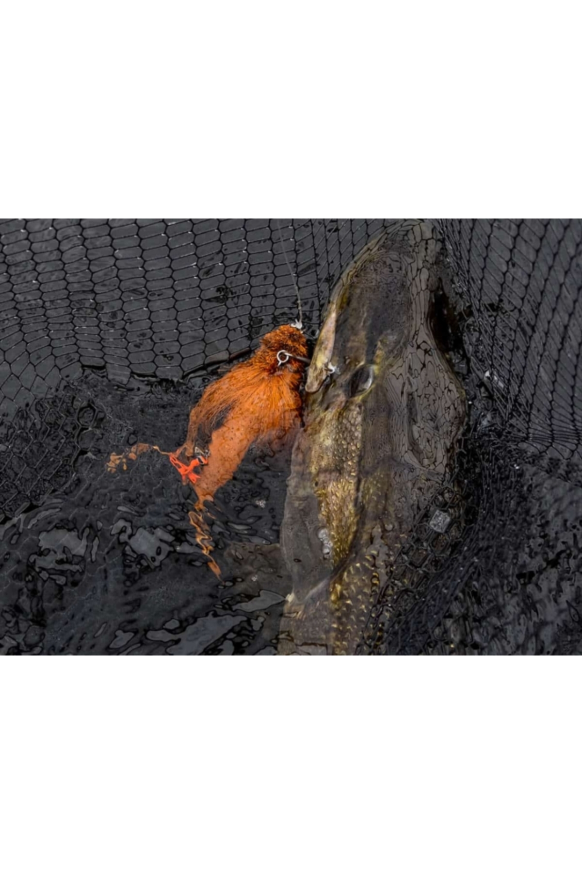 Blackbay BlackBug 28cm 85g Nuclear Orange 28cm 85g Nuclear Orange [3]