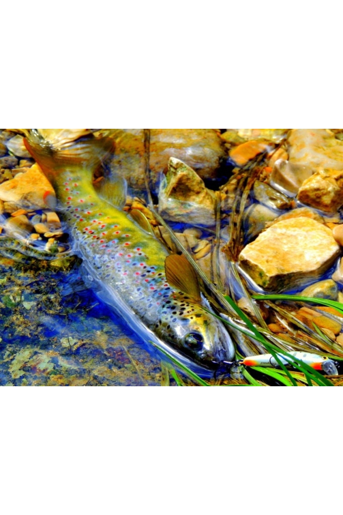 Vobler Smith D Compact 38mm 2.5g 15 S D Compact 38mm 2.5g 15 [2]