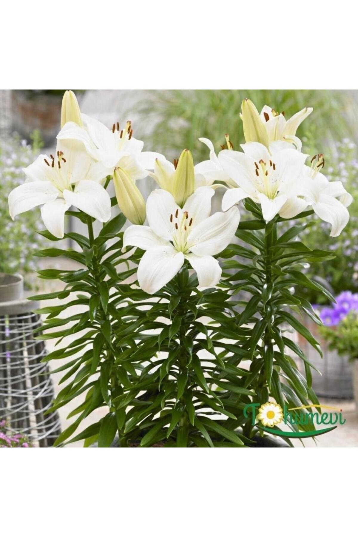 Bilgarden İri Çiçekli Zentesi Beyaz Çiçekli Çiçekli Kokulu Lilium