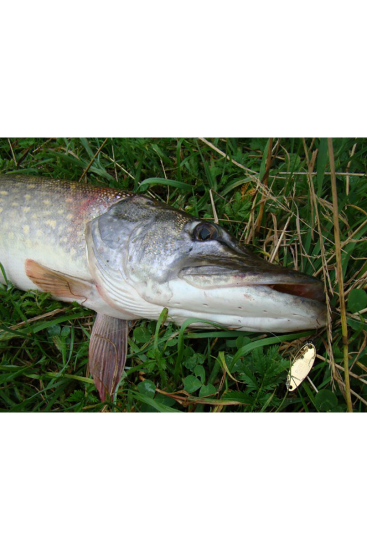 Lingurita oscilanta Smith Pure Hookless 6.5g GG Pure 6.5g GG [2]