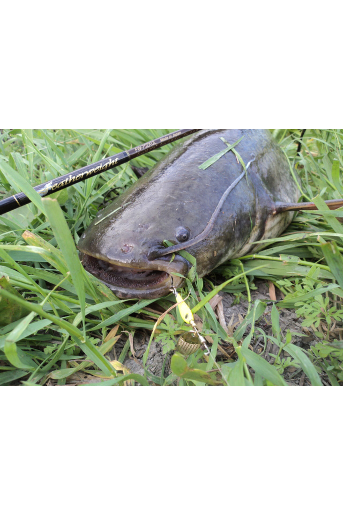 Ligurita rotativa Smith Niakis 48mm 3g 16 Niakis 48mm 3g 18 [3]