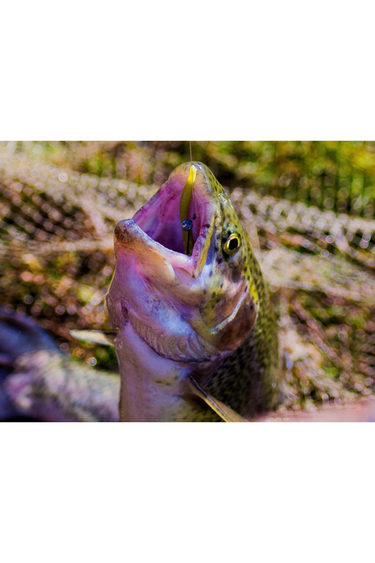 FishUp Trout Series Scaly Cheese 7cm #106 Earthworm 7cm #106 Earthworm [2]