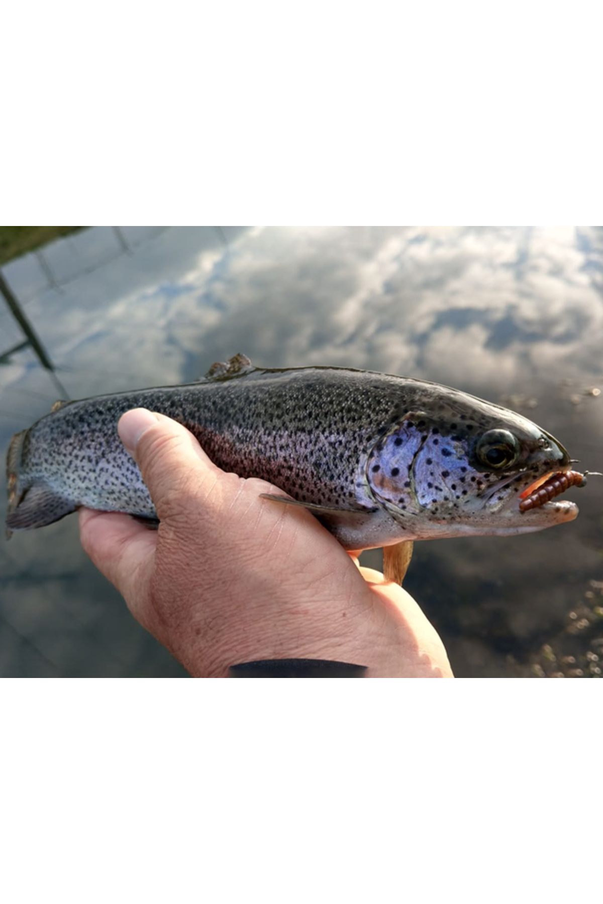 FishUp Trout Series Morio Cheese 3.1cm #137 Coffee Milk Light Olive 3.1cm #137 Coffee Milk Light Olive [2]