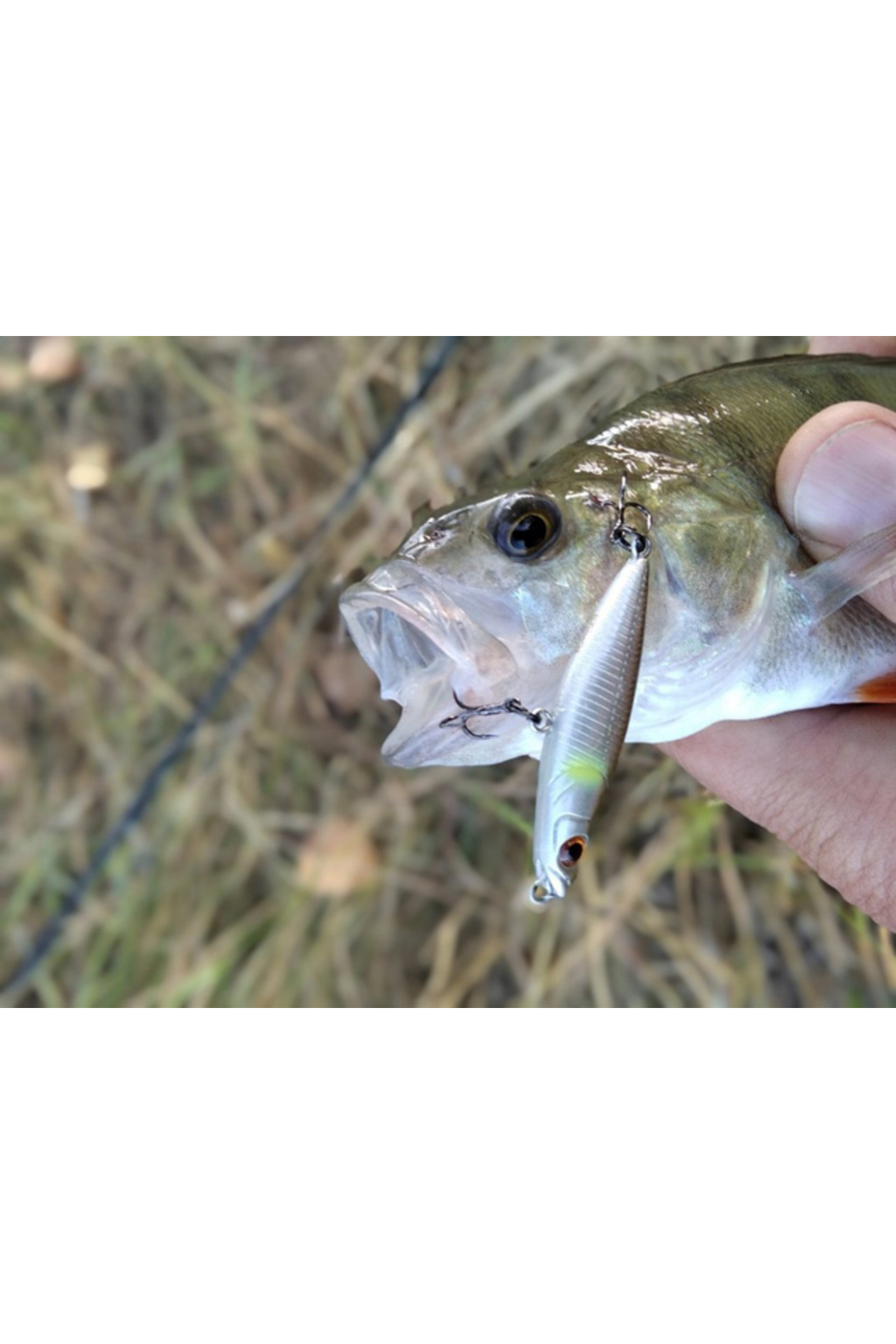 Vobler Smith Towadi 43.5mm 1.8g #05 F 43.5mm 1.8g #05 [2]