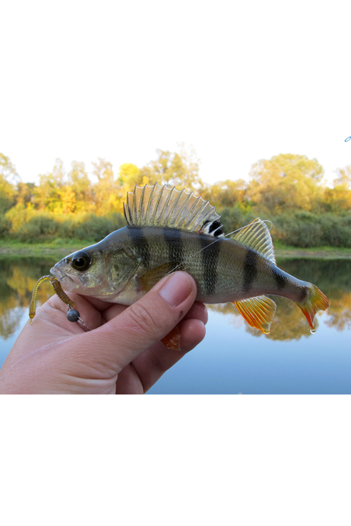 FishUp ARW Worm 5.5cm #055 Chartreuse Black 5.5cm #055 Chartreuse Black [2]