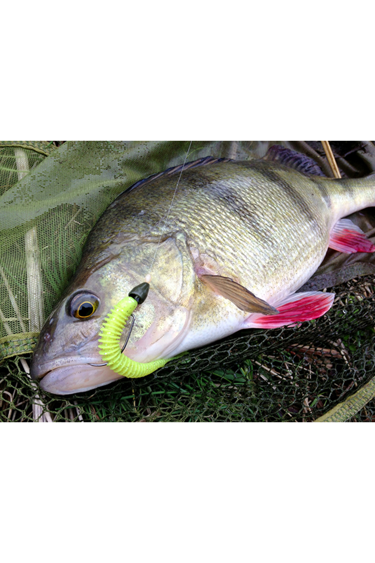 Shad Keitech Swing Impact Slim Delta Craw 407 6.3cm [2]