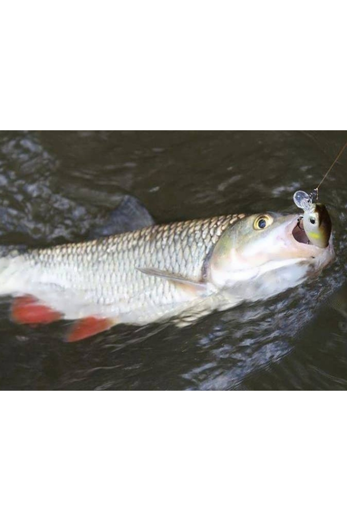 Vobler Smith Camion SR 32mm 2.5g LT11 F Camion 32mm 2.5g LT11 [1]