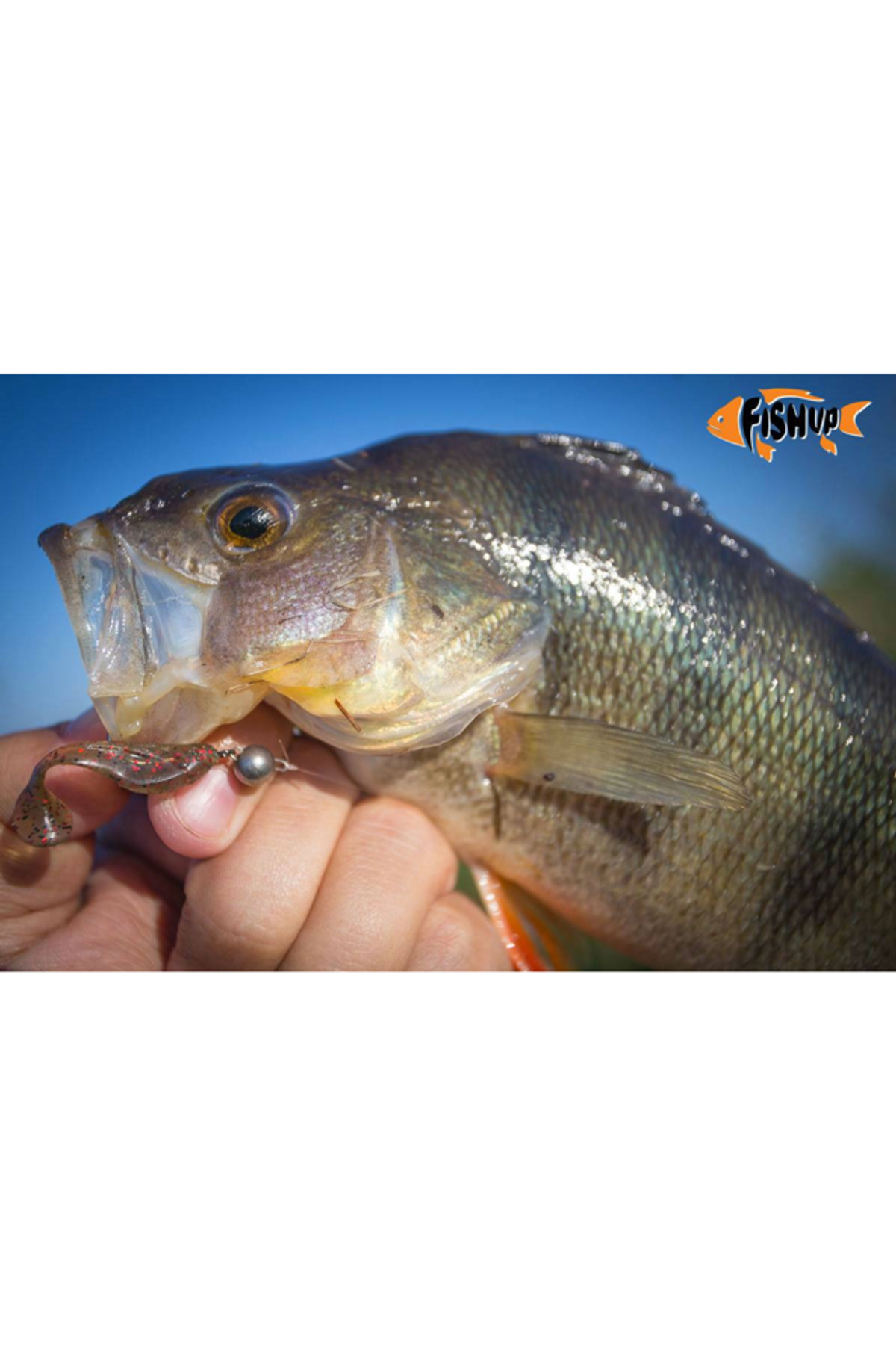 Shad FishUp Wizzy 3.8cm #016 Lox Green & Black 3.8cm #016 Lox Green & Black [2]