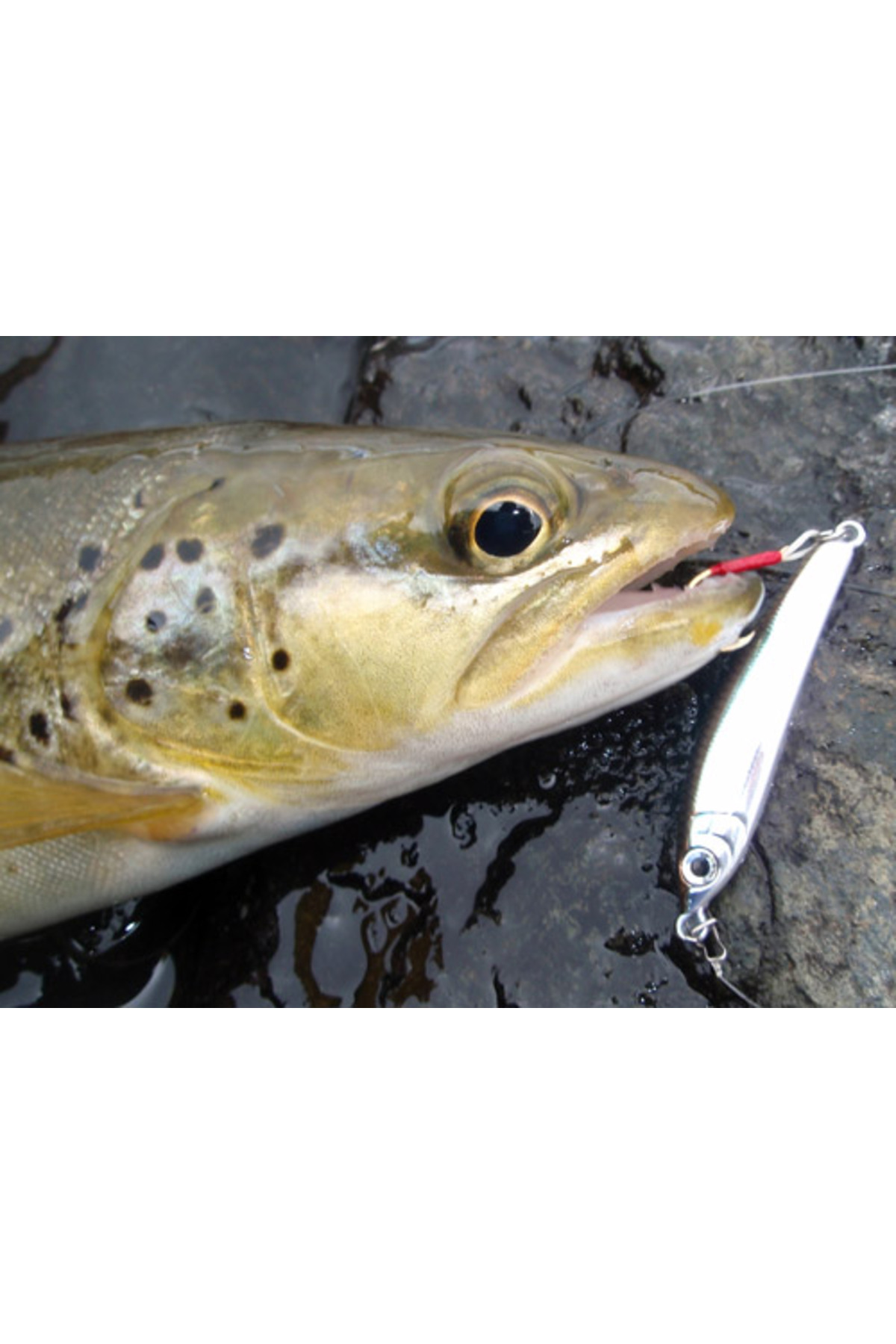 Vobler Smith Troutin Surger SH 60mm 6.5g 18 S 60mm 6.5g 18 [3]