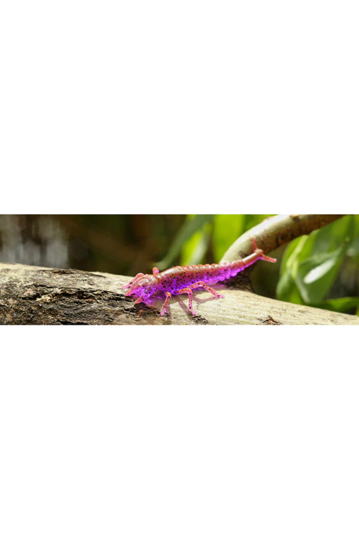 FishUp Diving Bug 5cm #016 Lox Green & Black 5cm #016 Lox Green & Black [1]