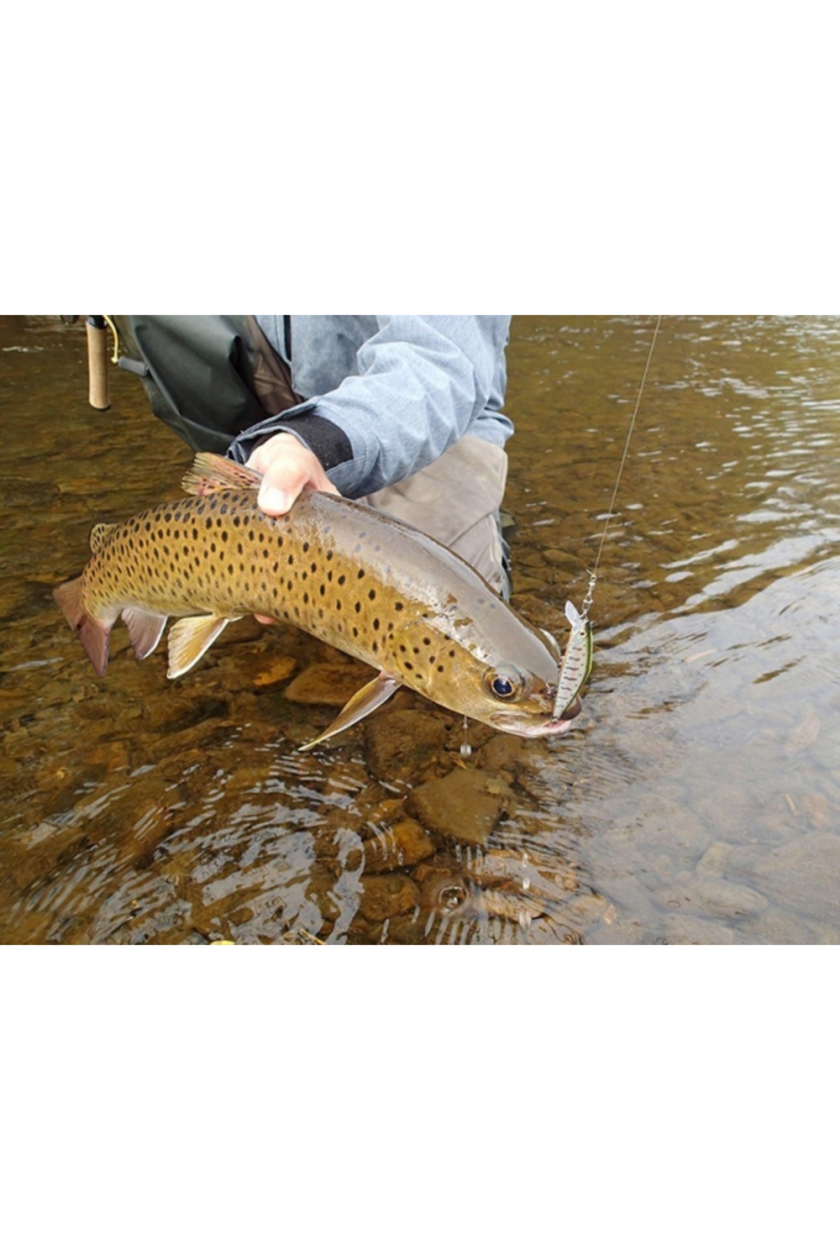 Vobler Smith D Coax 51mm 4.6g 08 S D Coax 51mm 4.6g 08 S [1]