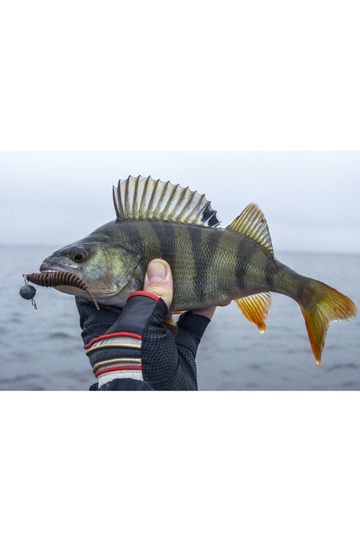 FishUp Trout Series Tanta Cheese 6.1cm #048 Bubble Gum 6.1cm #048 Bubble Gum [3]