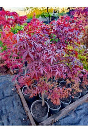 FİDANKÖY Japon akçaağaçı Acer palmatum büyük saksıli 120/150 cm