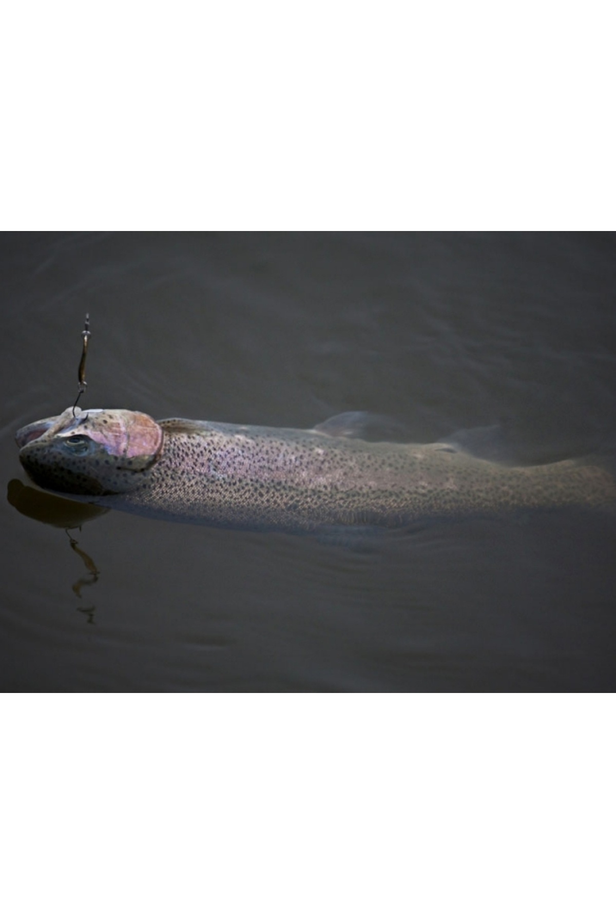 Lingurita oscilanta Smith Pure 5g GR Pure 5g GR [2]