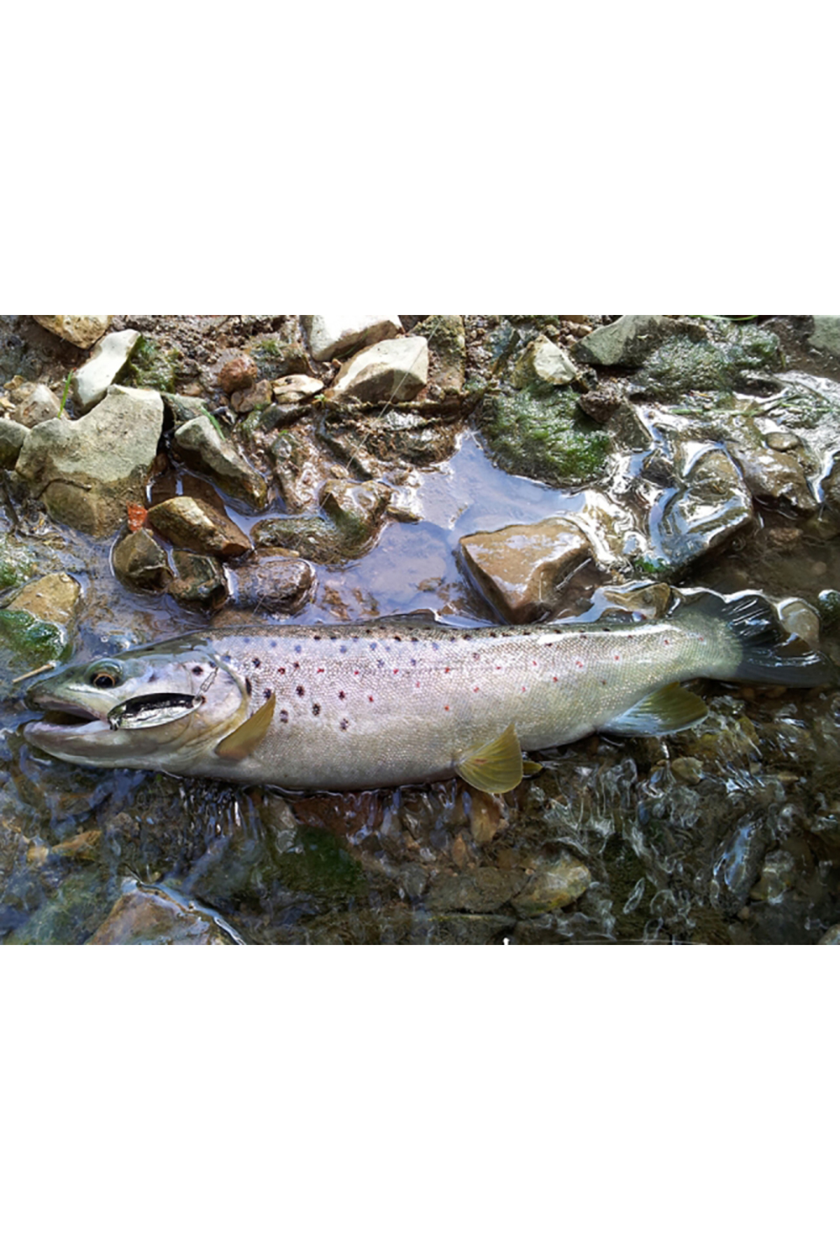 Lingurita oscilanta Smith Pure Hookless 6.5g GGO Pure 6.5g GGO [3]