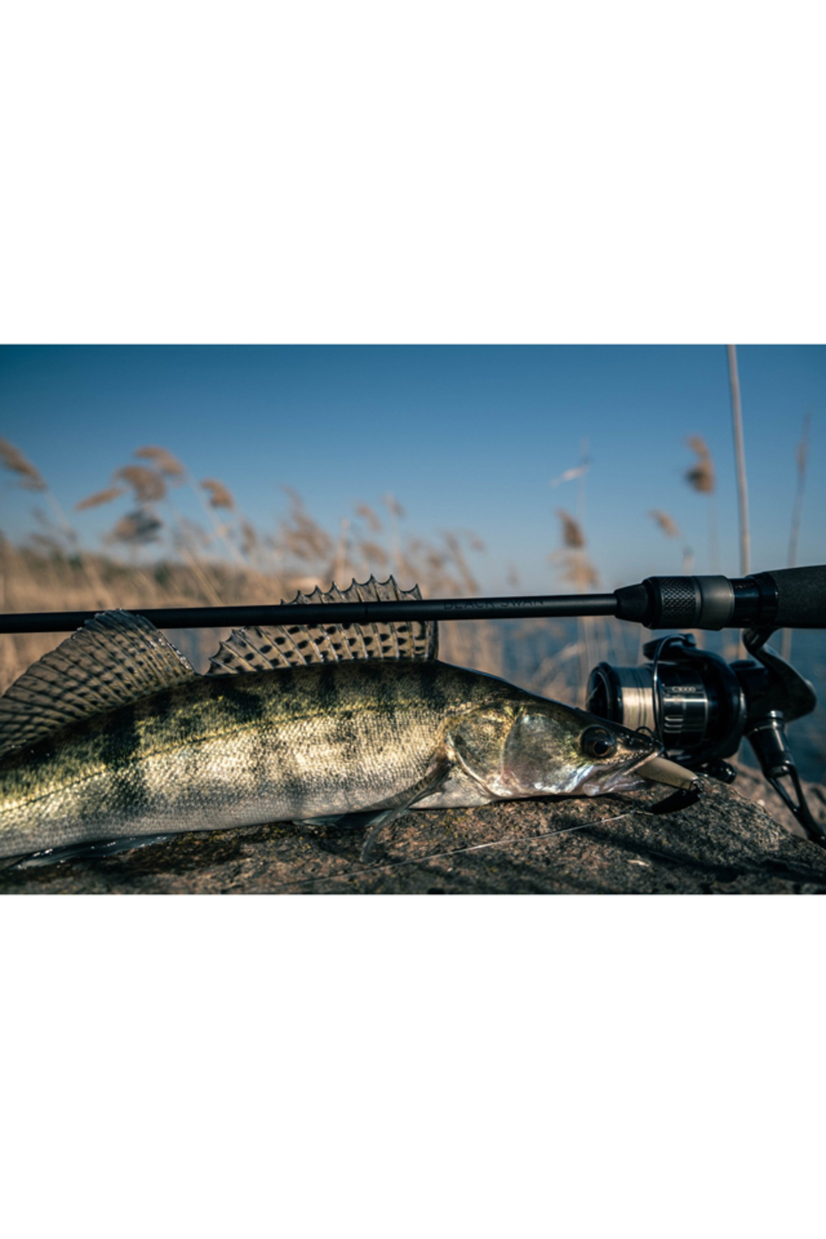 Lanseta Favorite Black Swan BSWTS1-772MH 2.32m 10-36g Fast Black Swan 2.32m 10-36g [3]