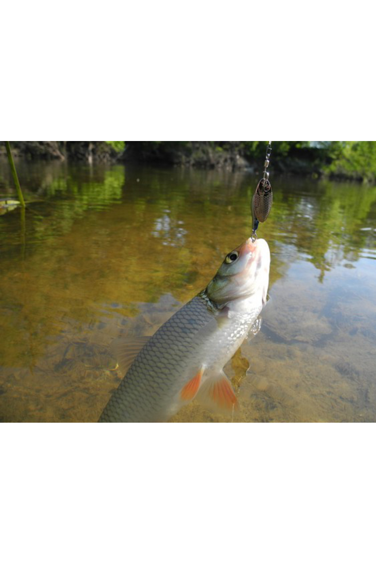 Ligurita rotativa Smith Niakis 48mm 3g 16 Niakis 48mm 3g 18 [2]