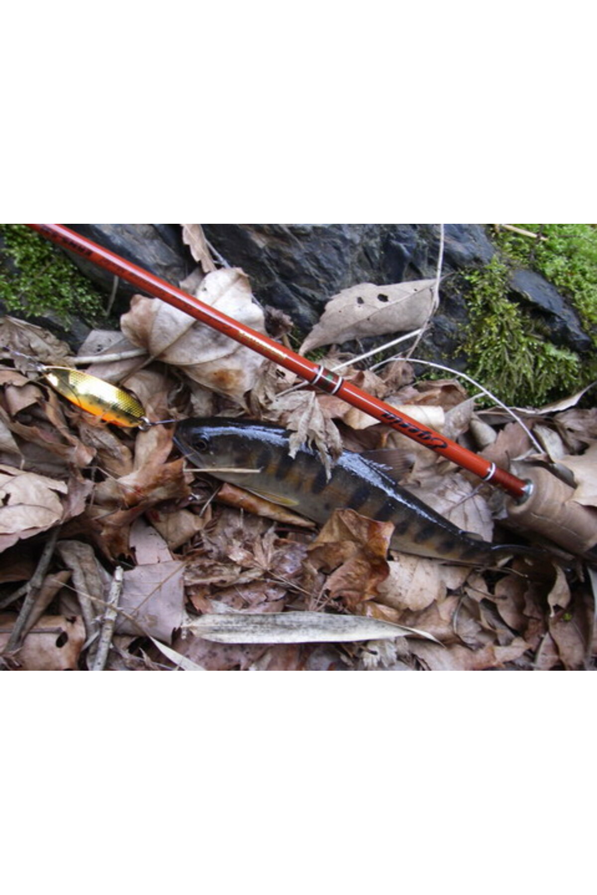 Lingurita oscilanta Smith D-S Line 40mm 5g 11 D-S Line 40mm 5g 11 [3]