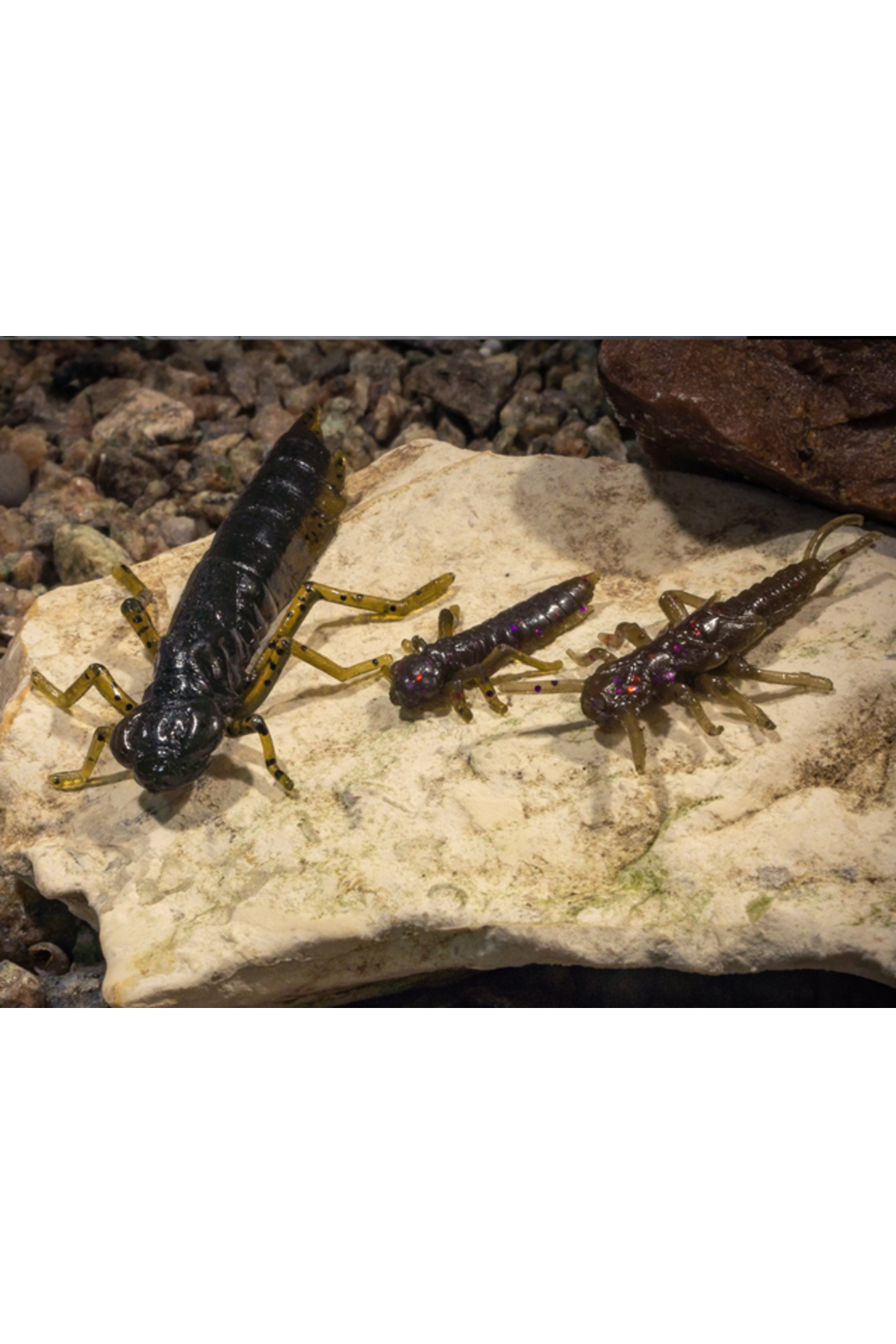 FishUp Dragonfly 2cm #042 Watermelon Seed 2cm #042 Watermelon Seed [1]