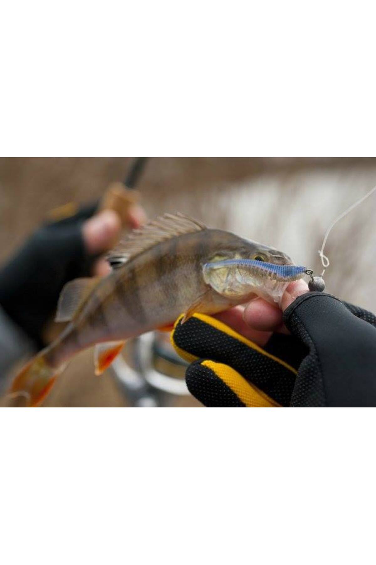 Pontoon21 Awaruna 416 Awaruna 416 3 inci (7.6 cm) [3]